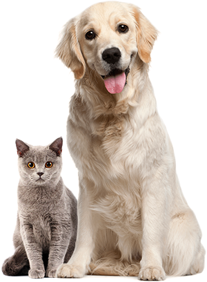 image of a dog