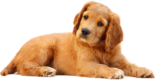 Puppy image